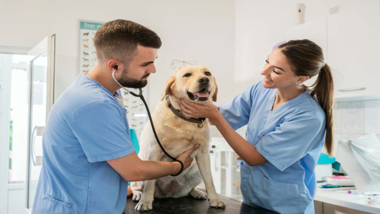 Cane dal veterinario