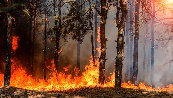 Incendio nel bosco