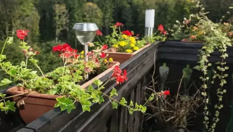 Piante sulla terrazza