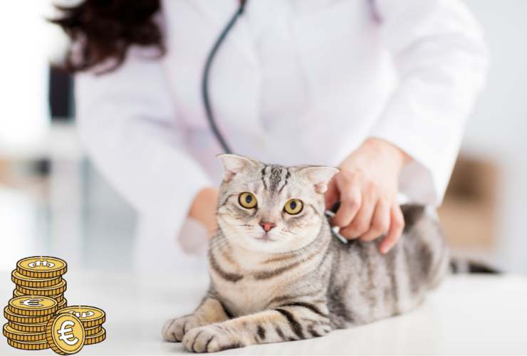 Spese del veterinario
