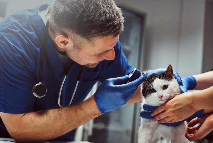 Visita dal veterinario