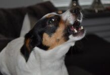 cane abbaia di notte