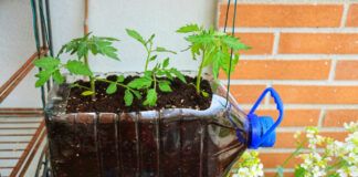Orto sul balcone