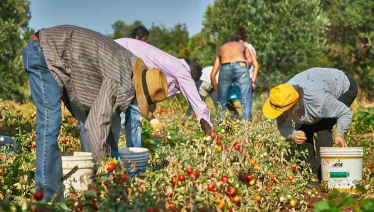 Raccolta frutta e verdura