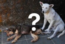 cani randagi