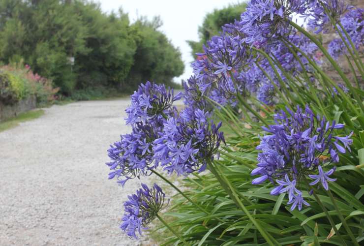 Agapanthus black jack