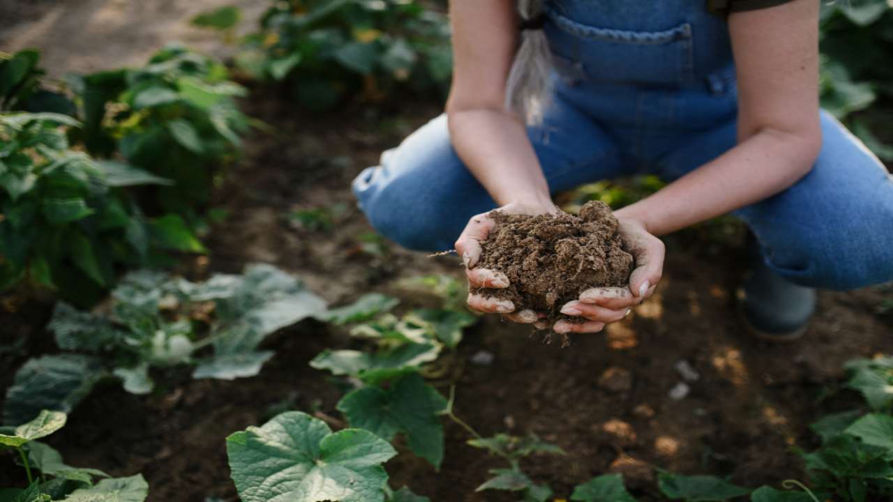 Agricoltura rigenerativa