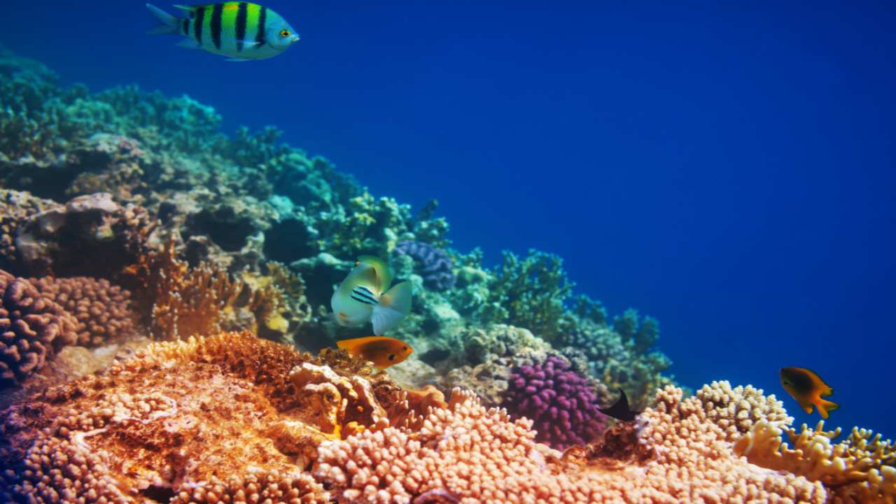 Ciência intervém para repovoar recifes de coral