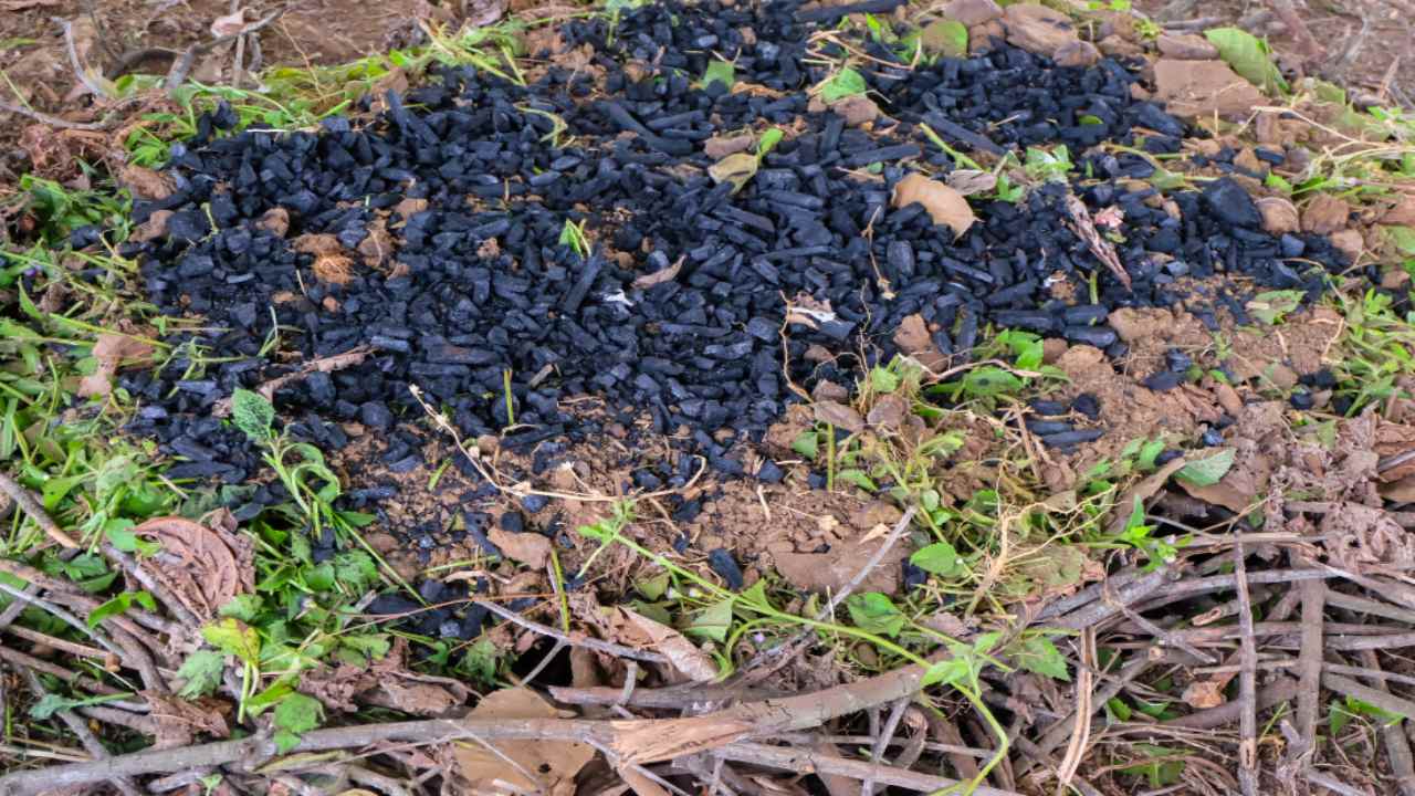 Biochar