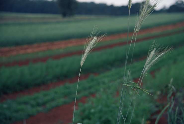 Campo agricolo