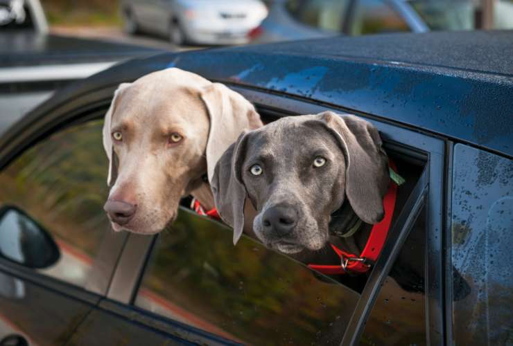Cani in auto