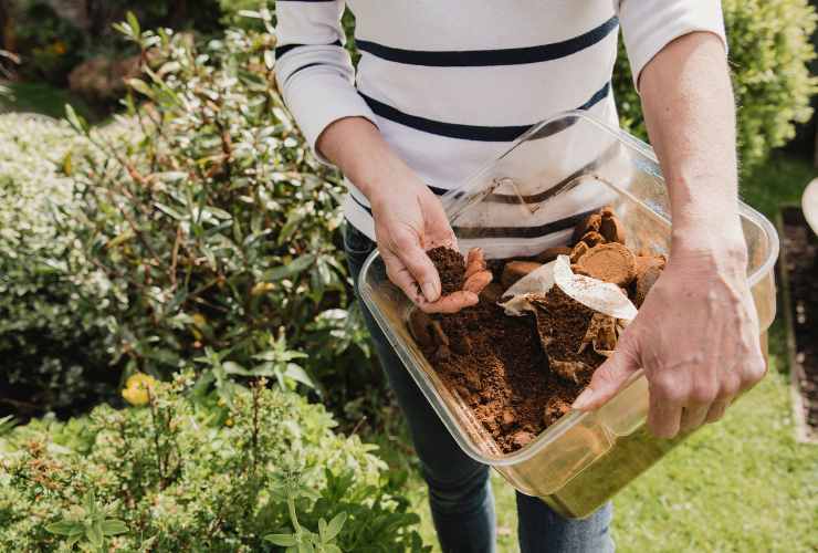 Fondi di caffè come compost