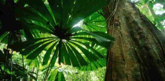 Foresta tropicale