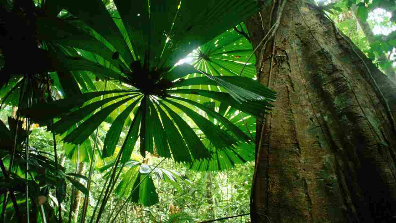 Foresta tropicale