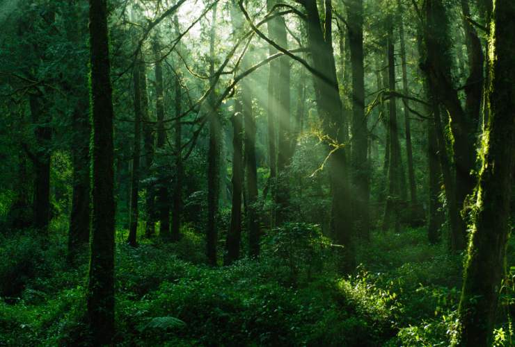 Foresta