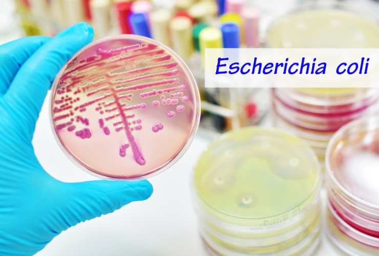 Il batterio Escherichia Coli