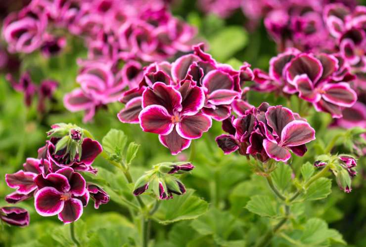 Pelargonium candy dancer