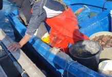 Pesca abusiva