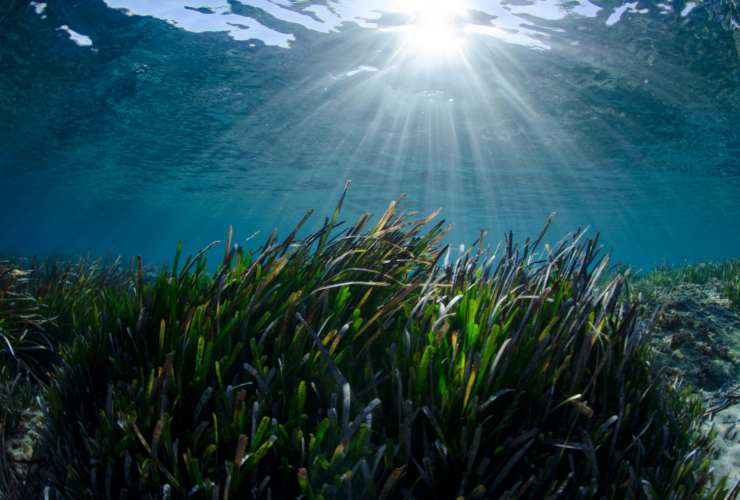 Piante di Poseidonia sul fondale marino