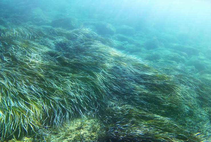 Piante di Poseidonia sul fondale marino