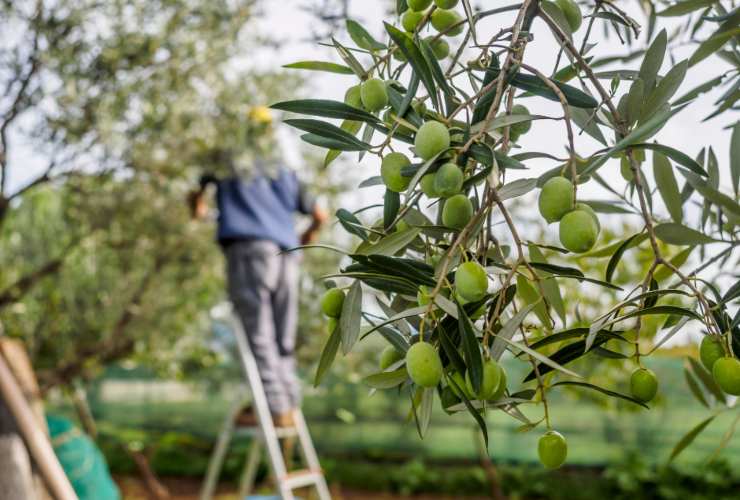 Raccolta olio d'oliva