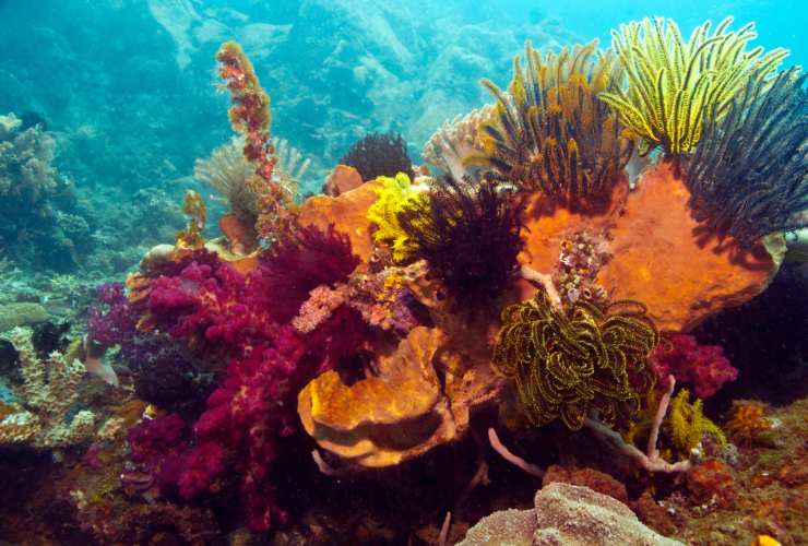 Ripopolamento barriera corallina