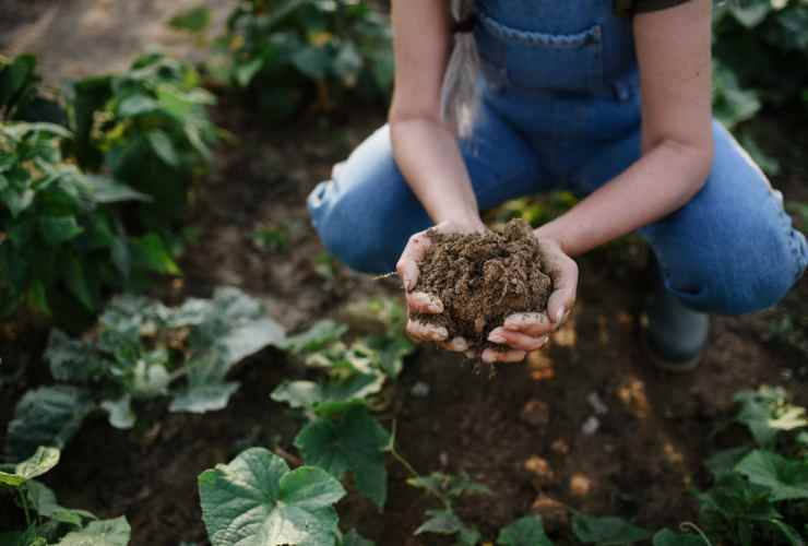 Terreno fertilizzato