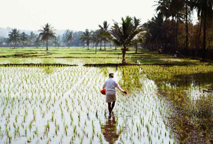 Campo di riso