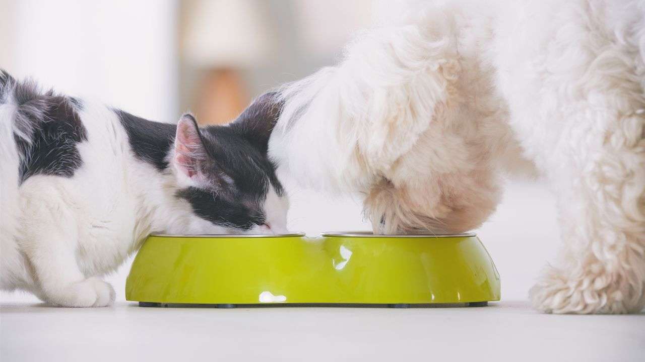 Cibo gatto e cane