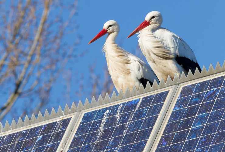 Cicogne su pannello fotovoltaico