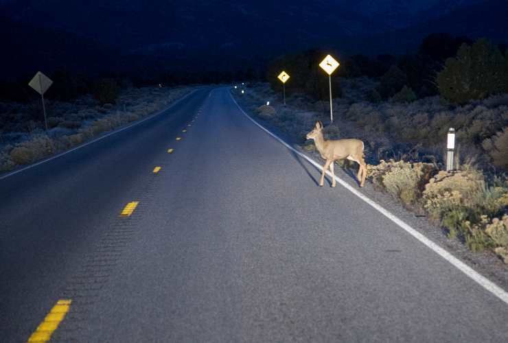 Animale selvatico in carreggiata