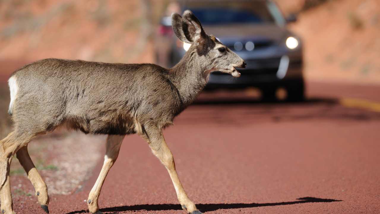 Incidente con animale selvatico