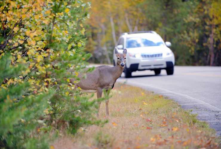 Incidente stradale con animale selvatico