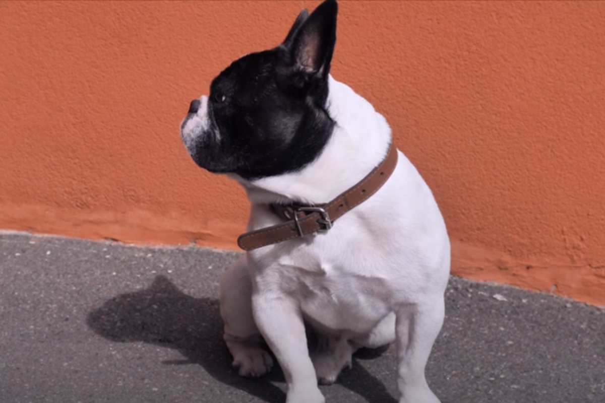 Cuccioli meticci spacciati per cani di razza