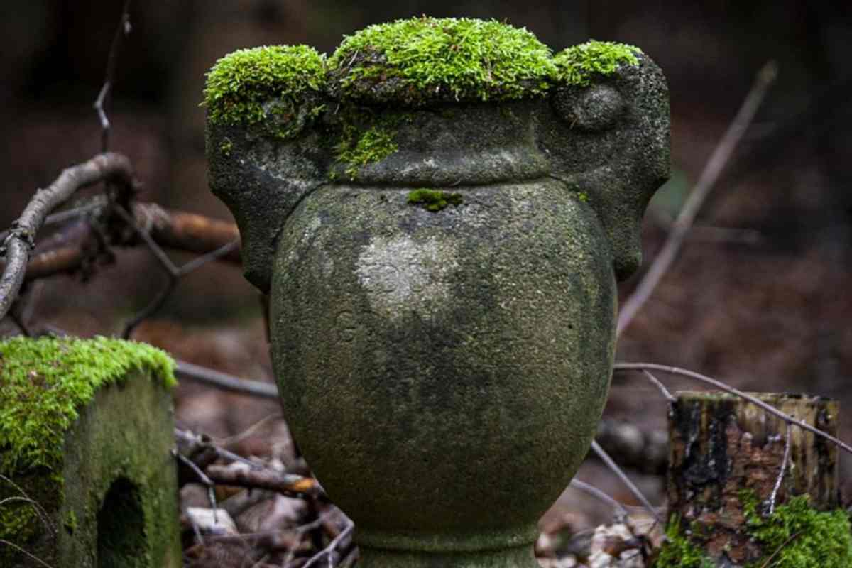 Alza la copertura del vaso, quello che c'è dentro è unico: del tutto inaspettato